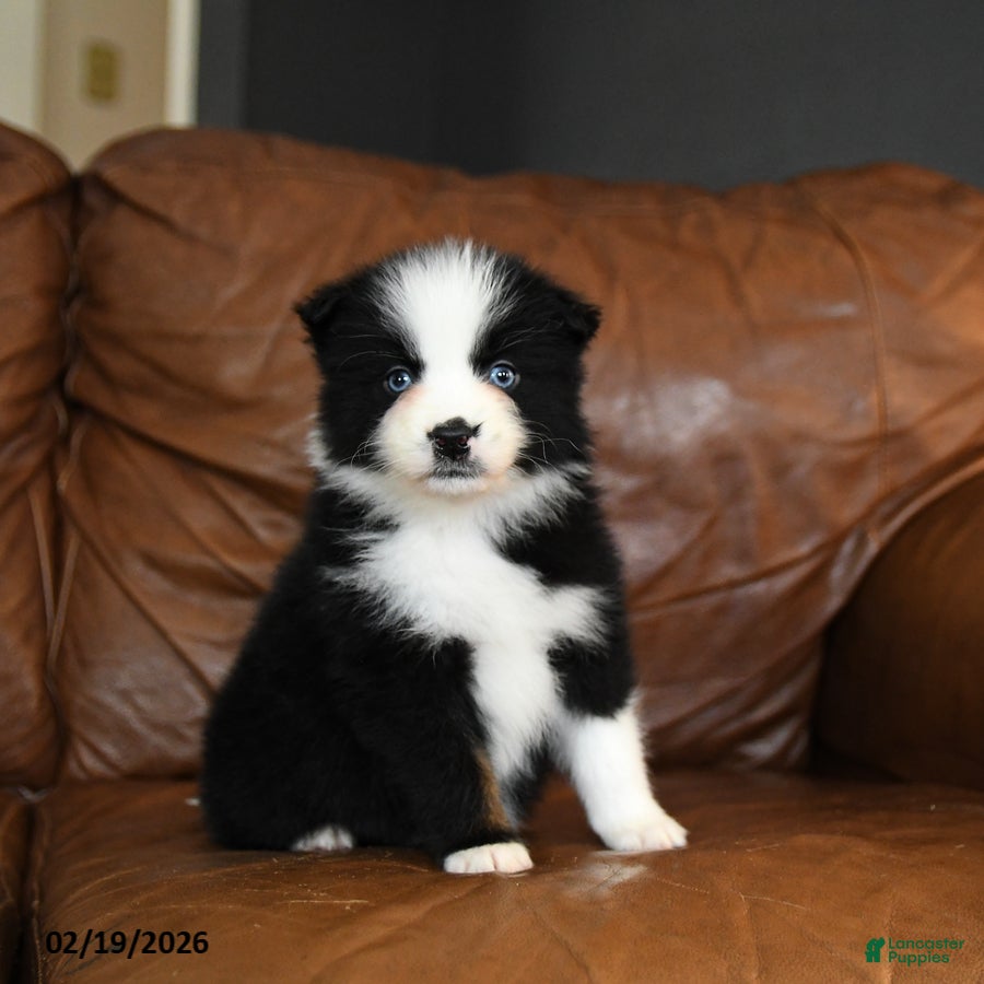 Australian Shepherd dogs Dakota - Ad 1