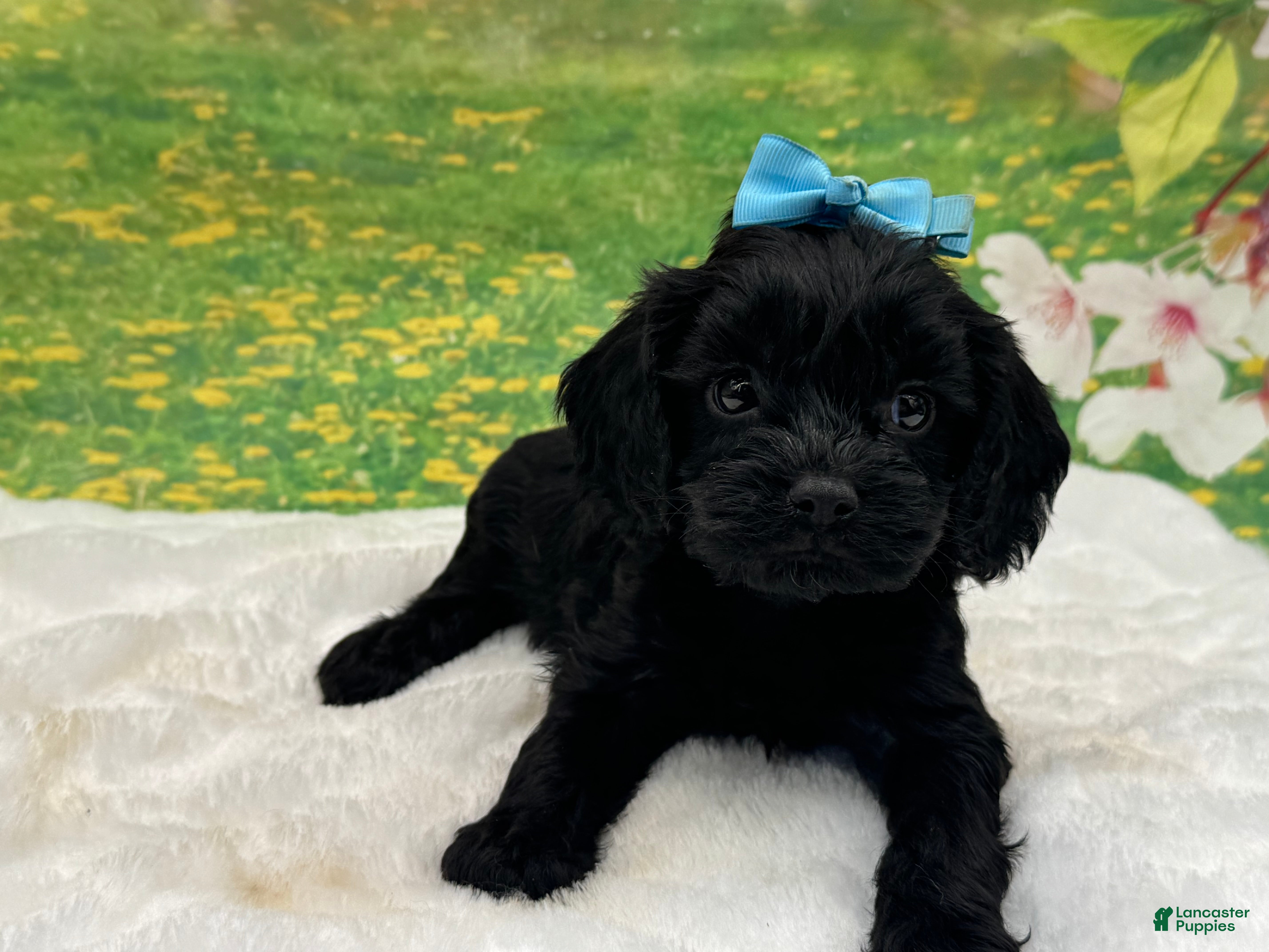 Cavapoo dogs Tucker - Ad 10