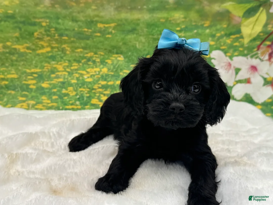 Cavapoo dogs for sale: Tucker - Ad 1
