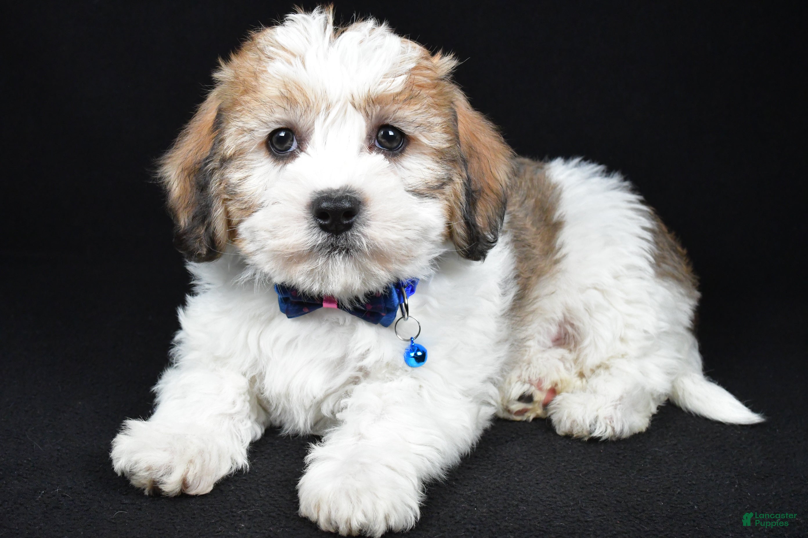 Mixed Breed dogs Theodore - Ad 2