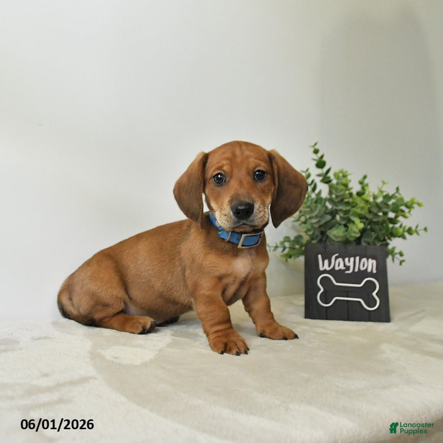 Miniature Dachshund dogs for sale: Waylon - Ad 1