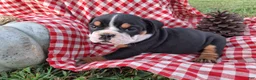 English Bulldog dogs for sale: Ruby - Ad 3