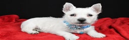 West Highland Terrier dogs for sale: Eva - Ad 1