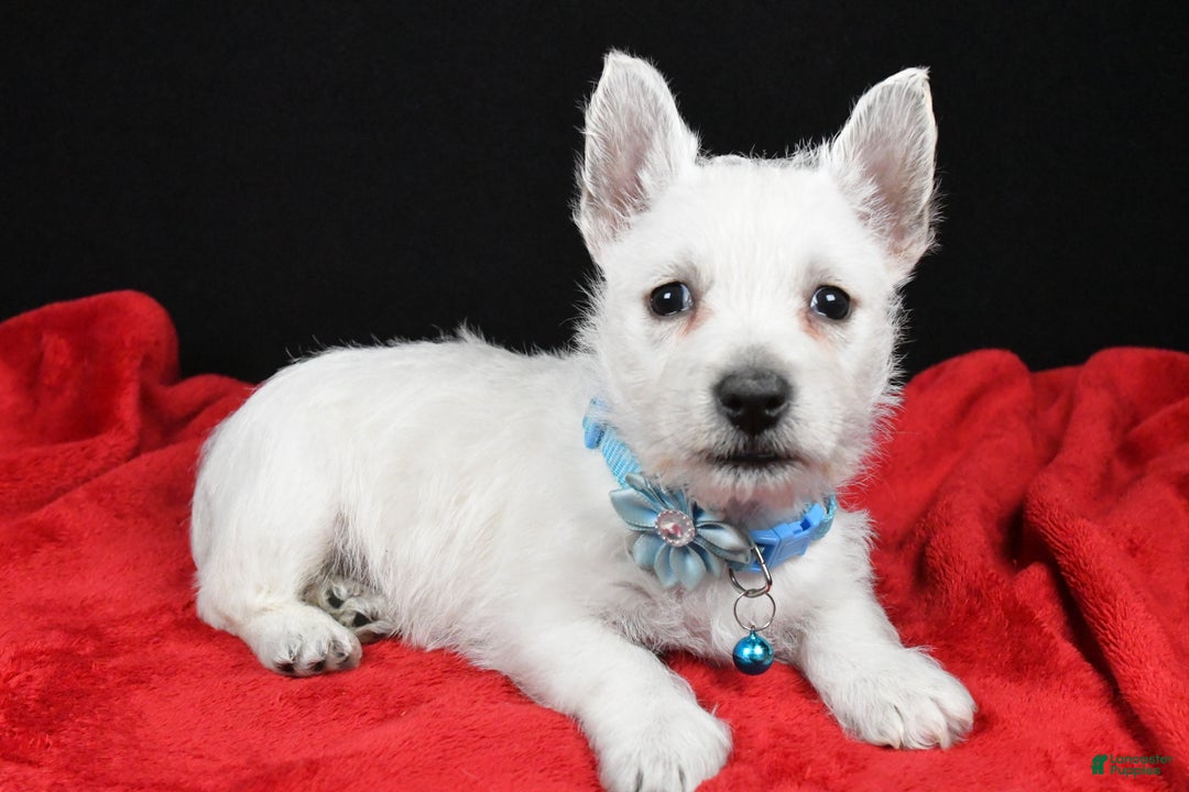 West Highland Terrier dogs for sale: Eva - Ad 1