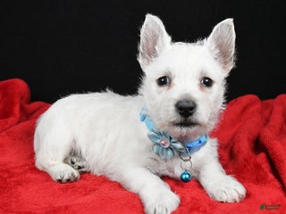 West Highland Terrier dogs Eva - Ad 1