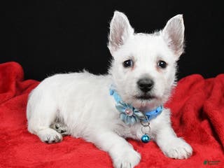 West Highland Terrier dogs Eva - Ad 6