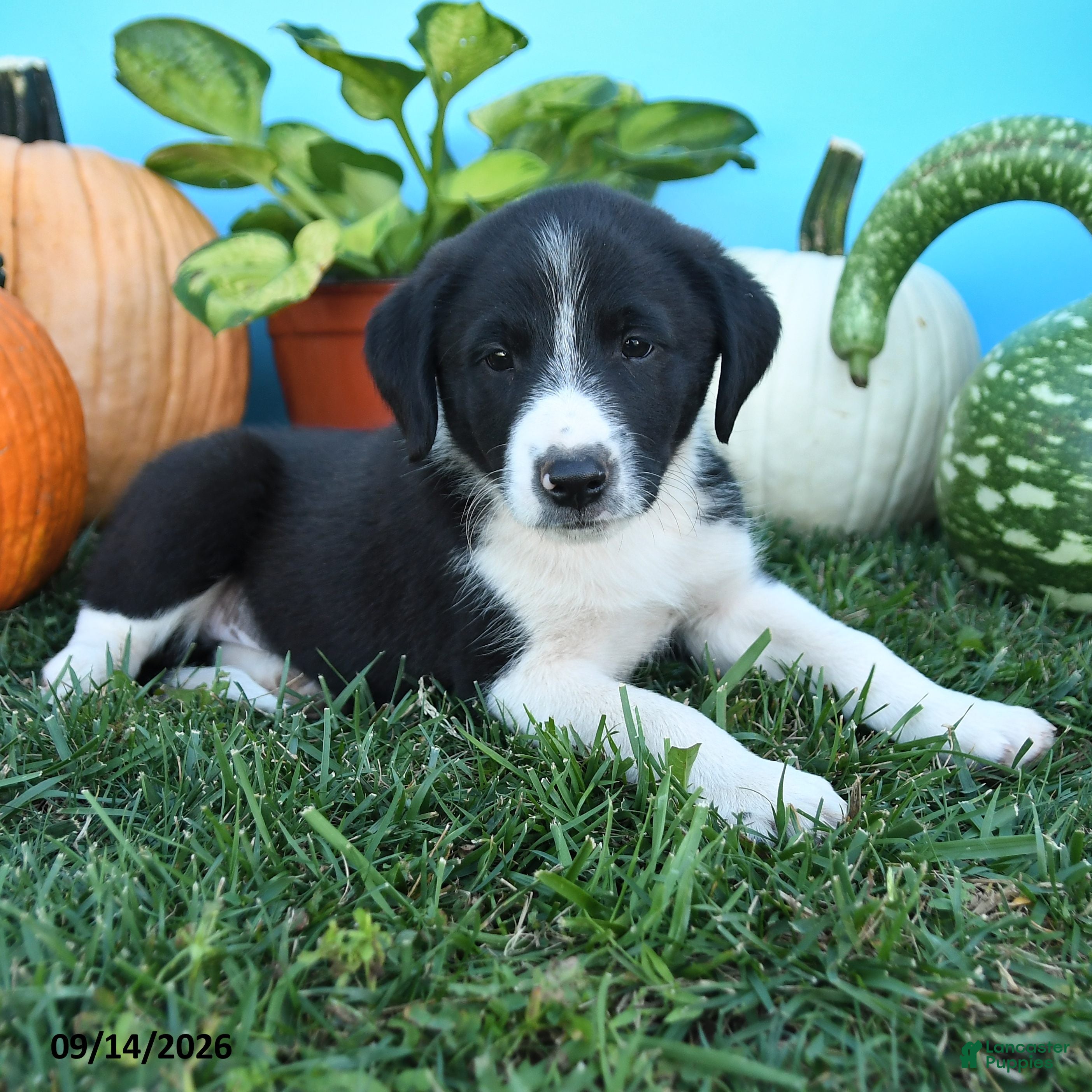 Mixed Breed dogs Rowdy - Ad 2