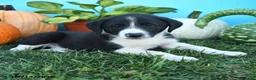 Mixed Breed dogs for sale: Rowdy - Ad 2