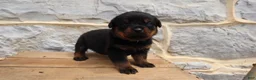 Rottweiler dogs for sale: Brindi - Ad 4