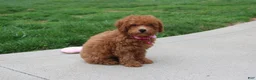 Bichpoo dogs for sale: Trixie - Ad 1