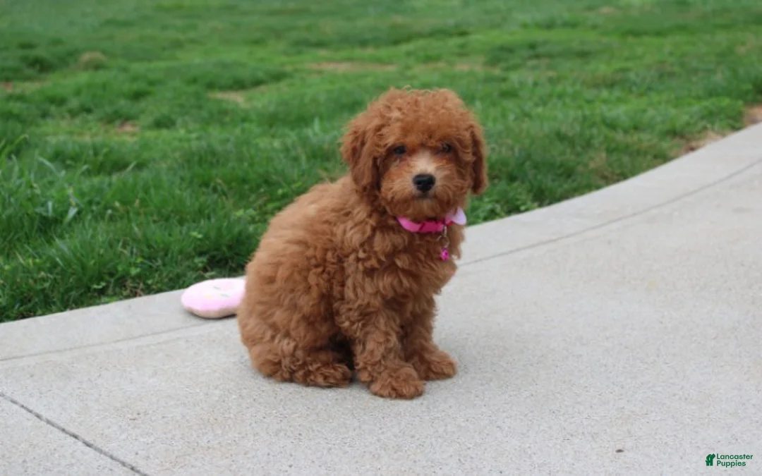 Bichpoo dogs for sale: Trixie - Ad 1