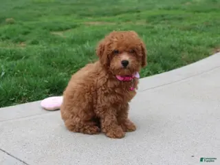 Bichpoo dogs for sale: Trixie - Ad 1