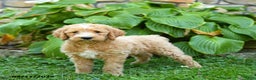 Labradoodle dogs for sale: Bonnie - Ad 4
