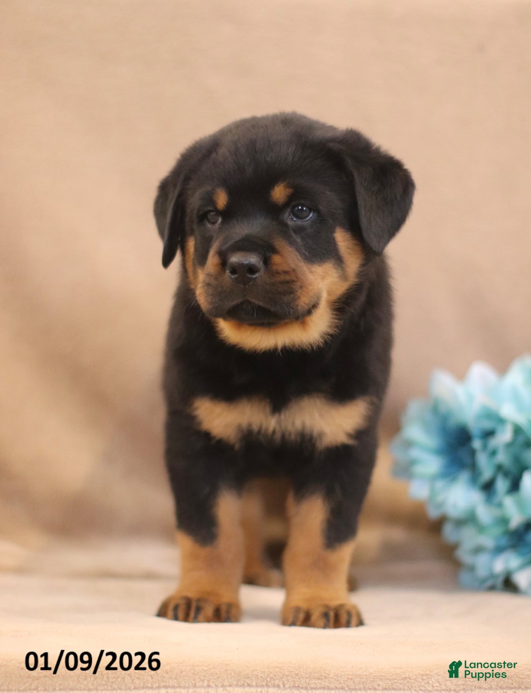 Rottweiler dogs for sale: Tonka - Ad 5