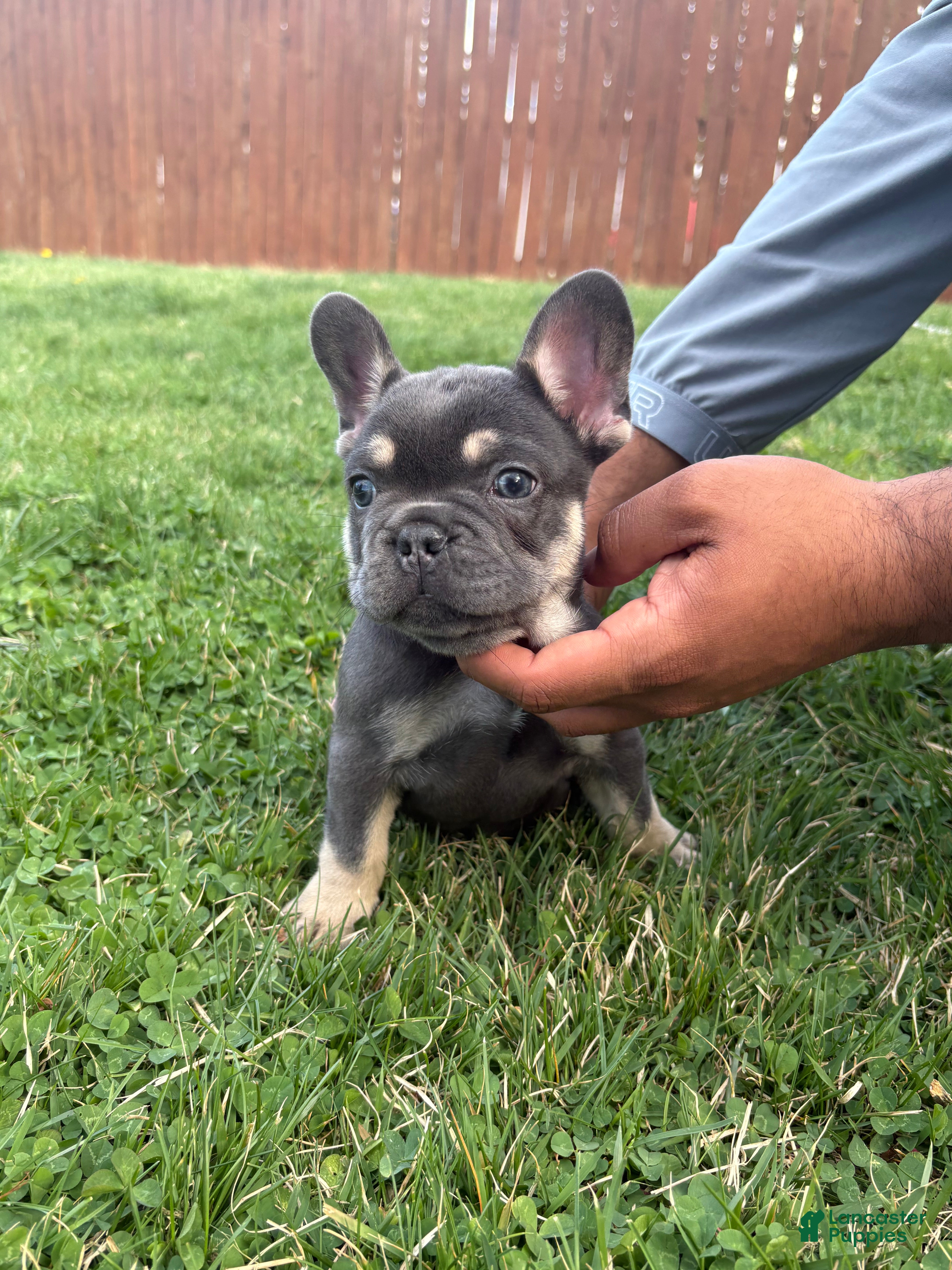 French Bulldog dogs French Bulldog Puppy  - Ad 1