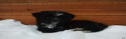 Morkie dogs for sale: Bella - Ad 3