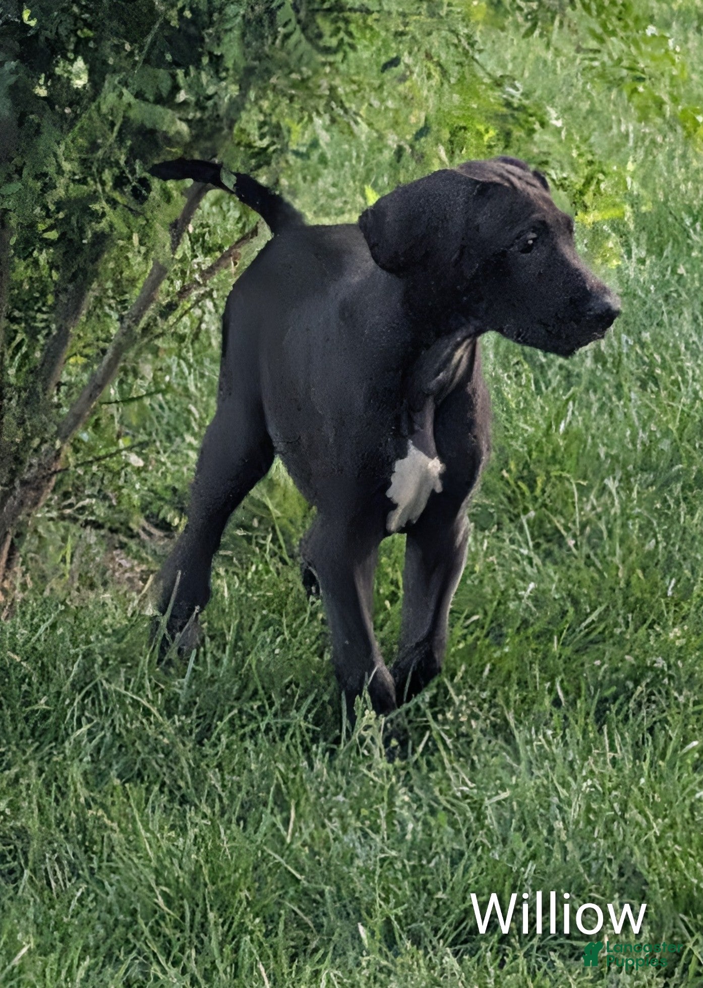 Great Dane dogs Willow - Ad 31