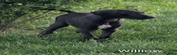 Great Dane dogs for sale: Willow - Ad 1