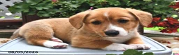 Welsh Corgi Pembroke dogs for sale: Dexter - Ad 4