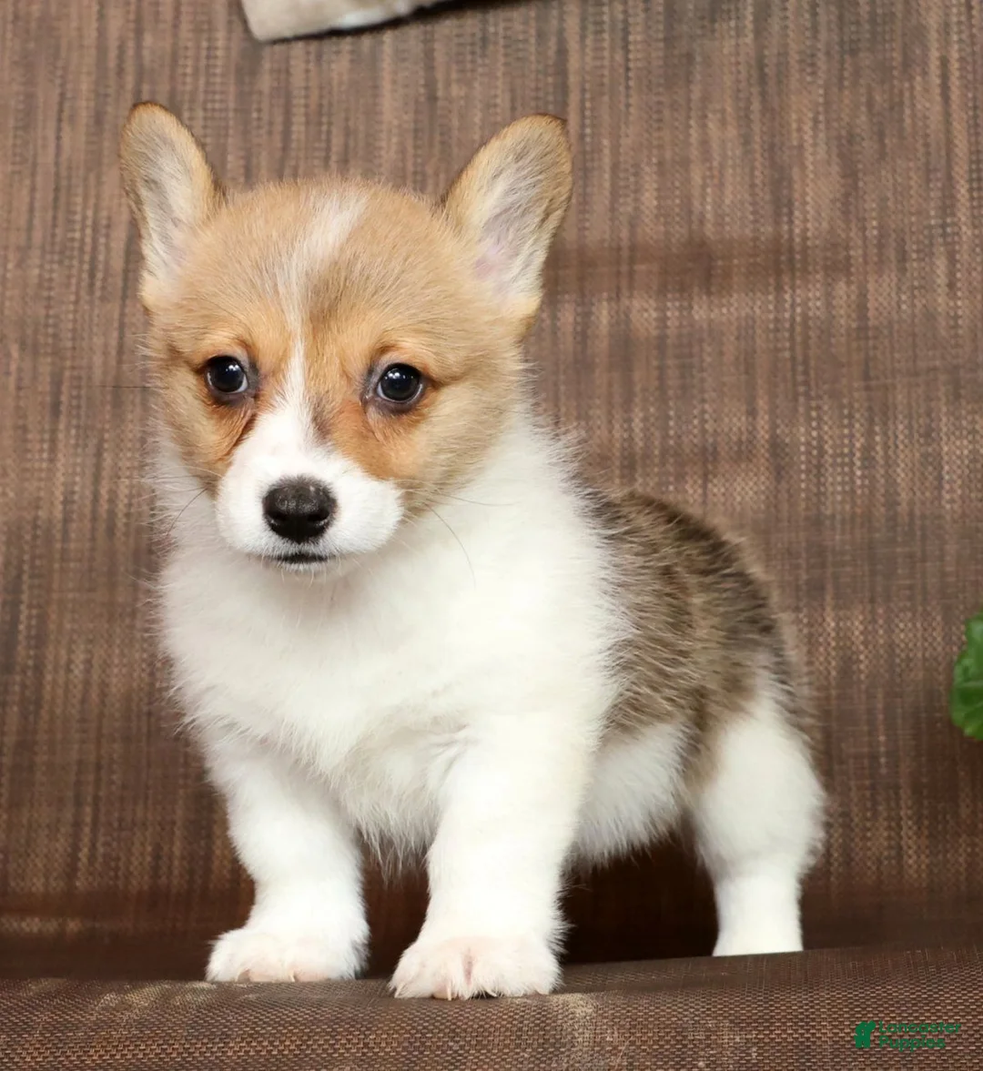 Welsh Corgi Pembroke dogs for sale: Daisy Genetic Clear - Ad 2