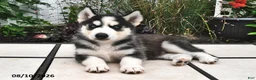 Siberian Husky dogs for sale: Dakota - Ad 3