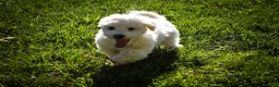 Maltese dogs for sale: Baxter 🐶 - Ad 7