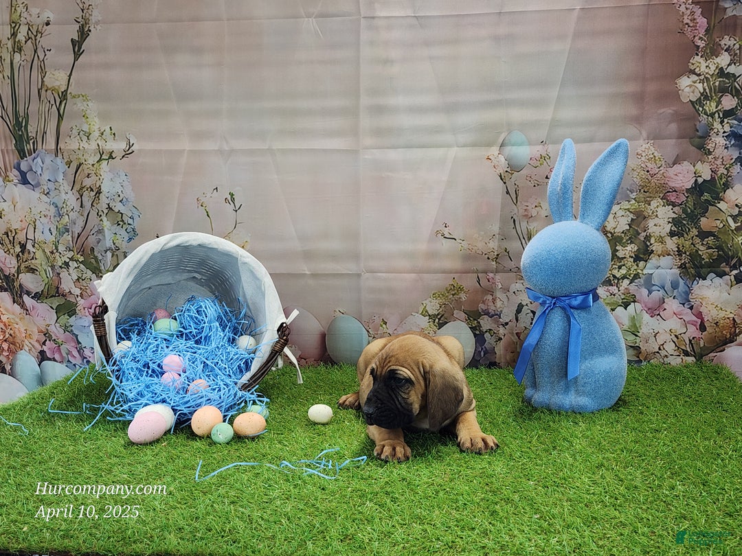 Mixed Breed dogs for sale: 2025 Bloodahoula Male 1 "Huck" - Ad 13