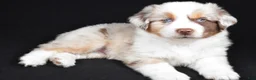 Miniature Australian Shepherd dogs for sale: Austin - Ad 7