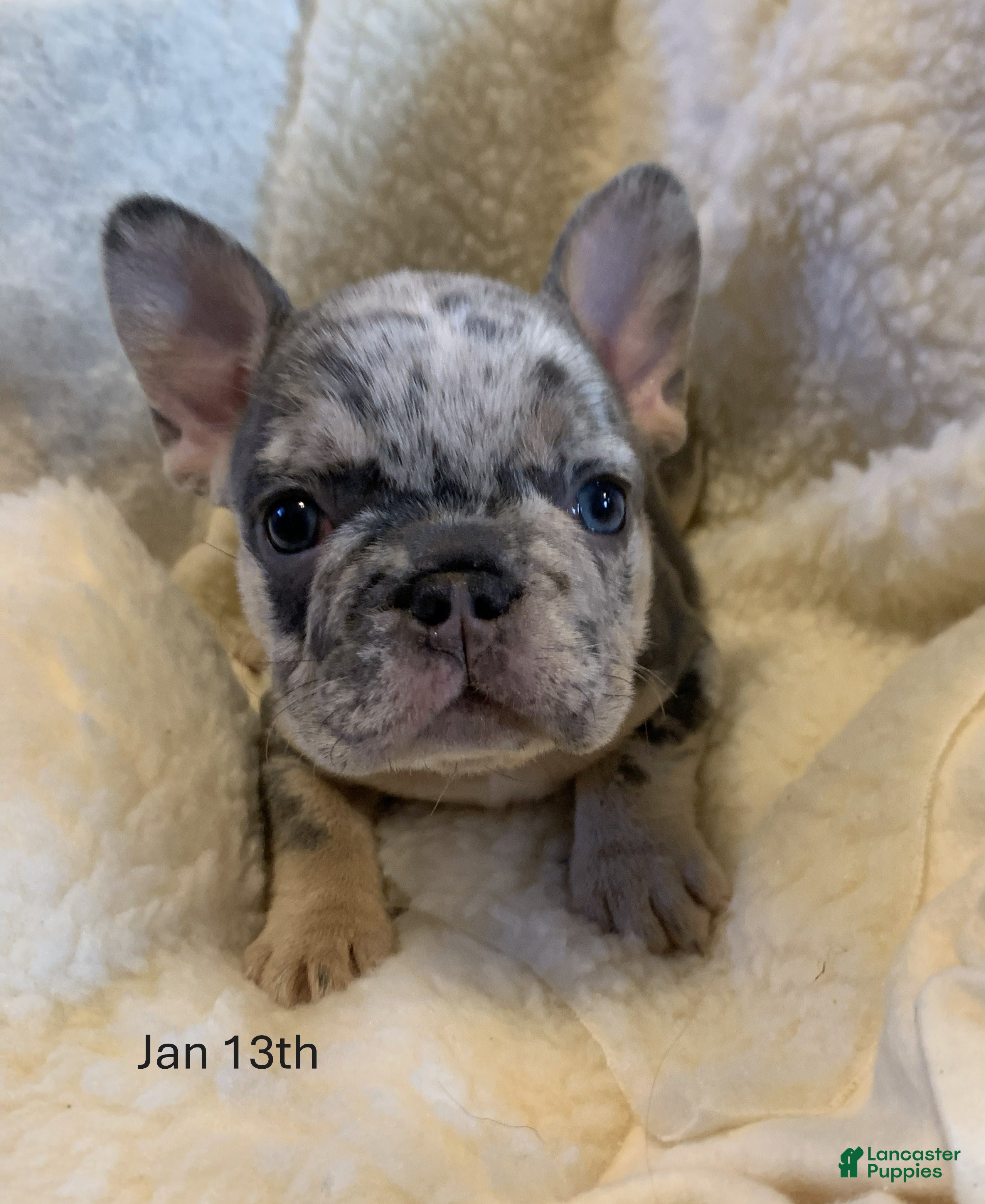 French Bulldog dogs Lola - Ad 8