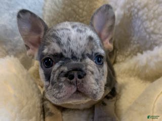 French Bulldog dogs Lola - Ad 8