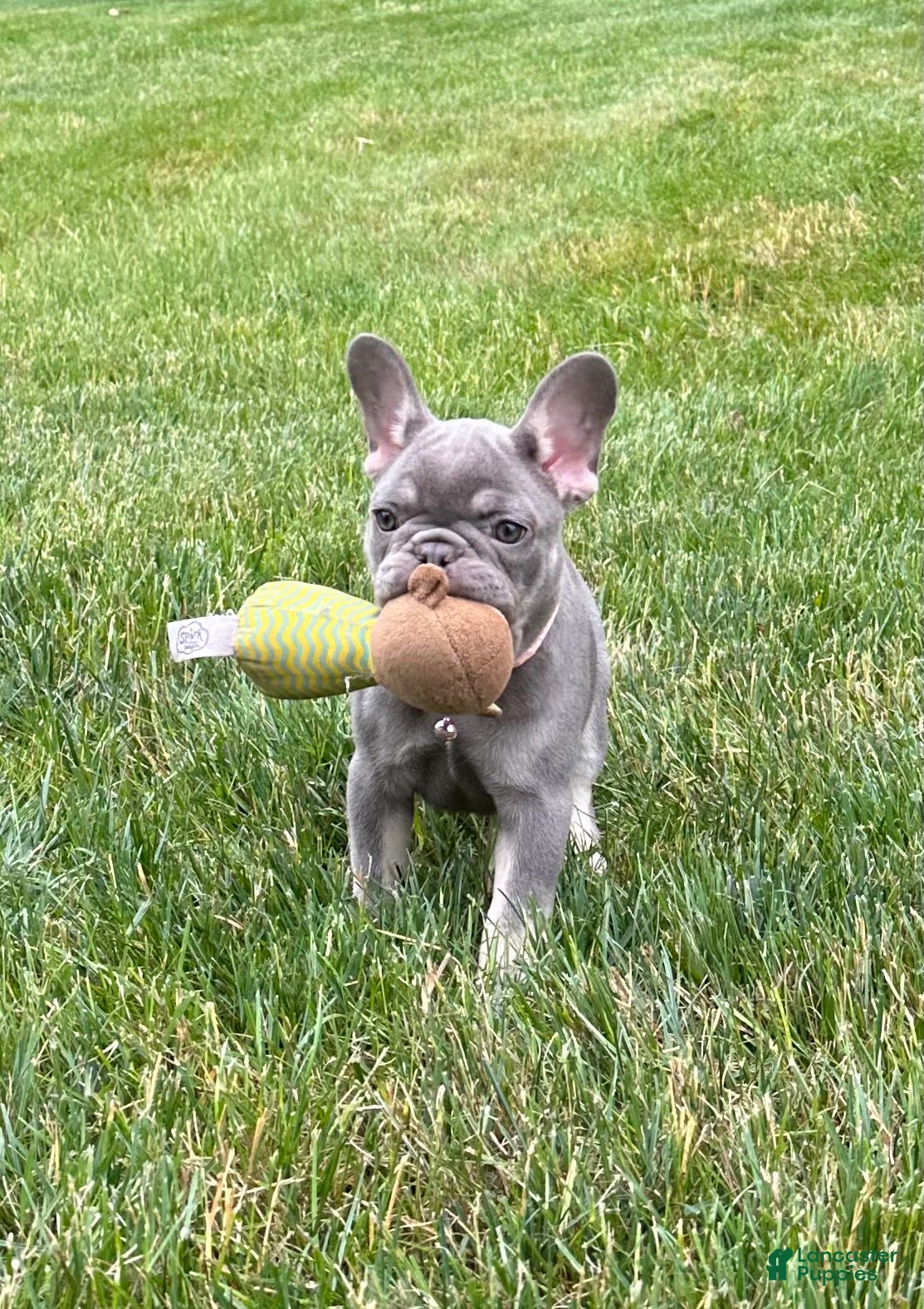 French Bulldog dogs Violet - Ad 2