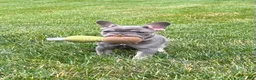 French Bulldog dogs for sale: Violet - Ad 2
