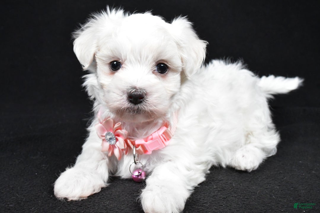 Maltese dogs for sale: Karma - Ad 1