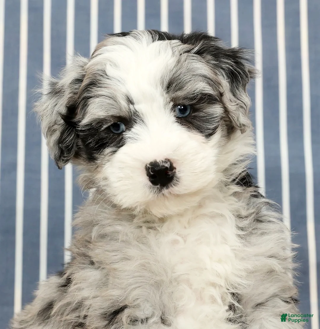 Mini Bernedoodle dogs for sale: Tansy - Ad 9