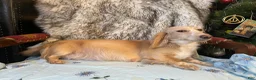 Miniature Dachshund dogs for sale: Adult Long Haired Cream Piebald Female - Ad 2