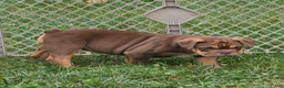 English Bulldog dogs for sale: Tootsie Chocolate and tan  - Ad 4