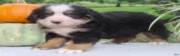 Bernese Mountain Dog dogs for sale: Theo - Ad 8