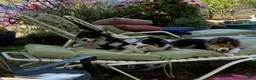Australian Shepherd dogs for sale: Australian Shepherd Puppy 1 - Ad 7