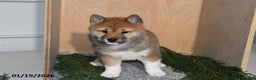 Shiba Inu dogs for sale: Cole - Ad 2