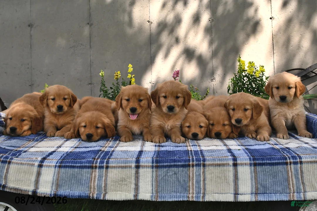Golden Retriever dogs for sale: Tommy - Ad 5