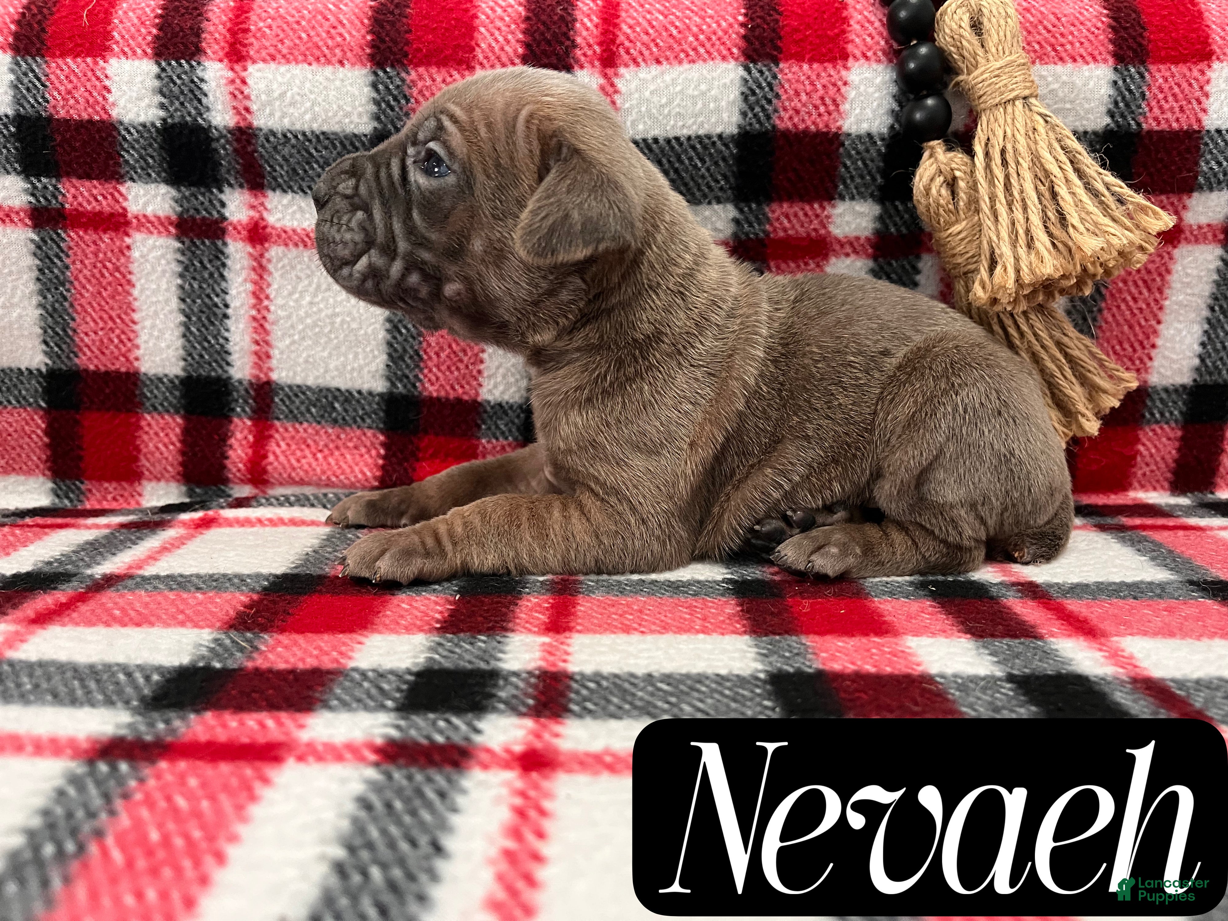 Cane Corso dogs Nevaeh - Ad 33
