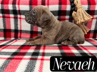 Cane Corso dogs Nevaeh - Ad 33