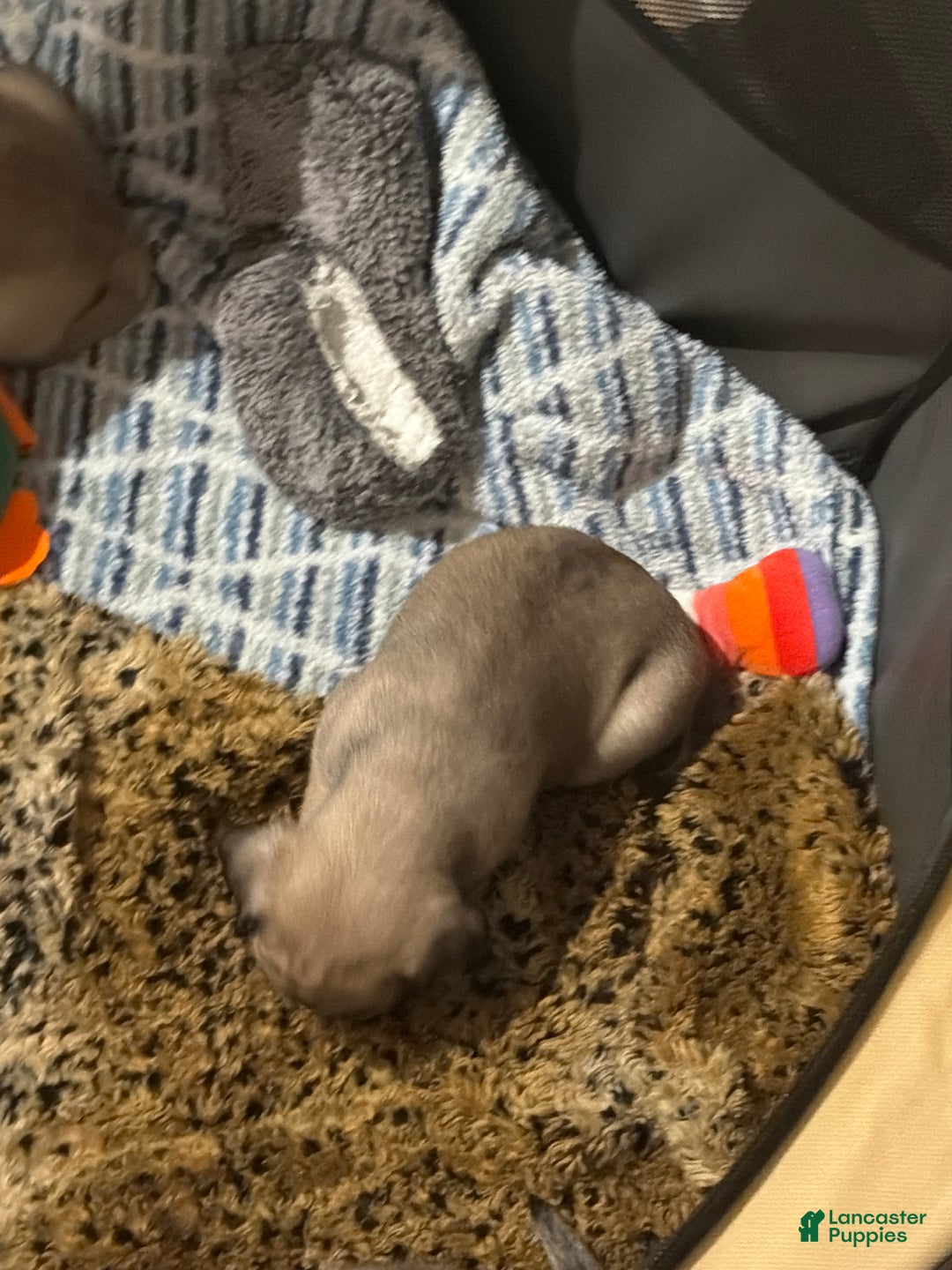 Pug dogs for sale: Pug Puppy 3 - Ad 8