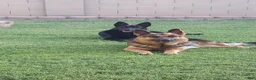 German Shepherd dogs for sale: Ragnar  - Ad 13
