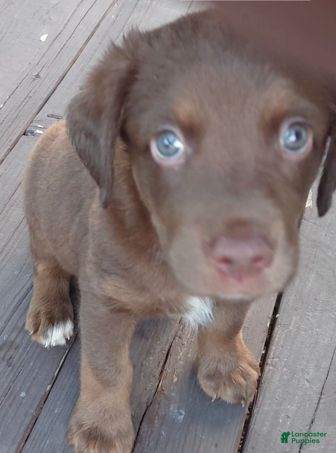 Mixed Breed dogs Mixed Breed 1 - Ad 36