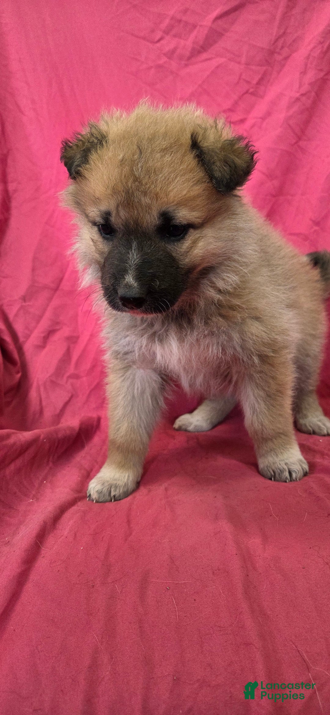 Mixed Breed dogs for sale: Jane - Ad 3