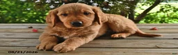 Golden Retriever dogs for sale: Ophelia - Ad 4