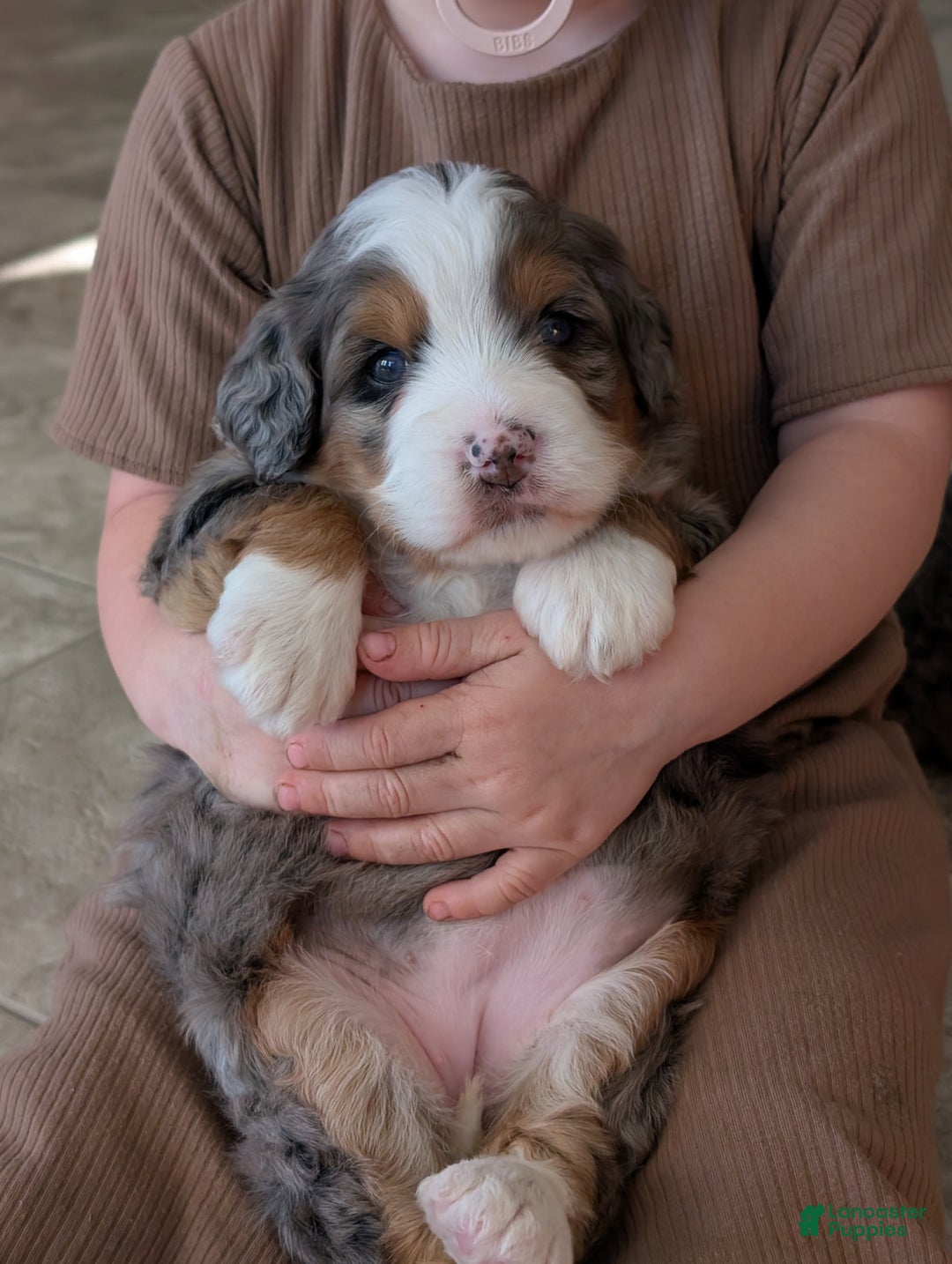 Mini Bernedoodle dogs for sale: Mini Sadie  - Ad 9