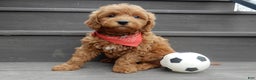 Mini Goldendoodle dogs for sale: Evan - Ad 3