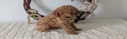 Miniature Poodle dogs for sale: Shiloh - Ad 6